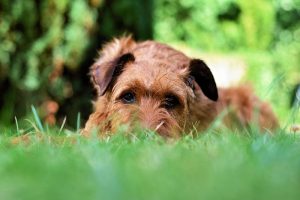 Norfolk Terrier in grass