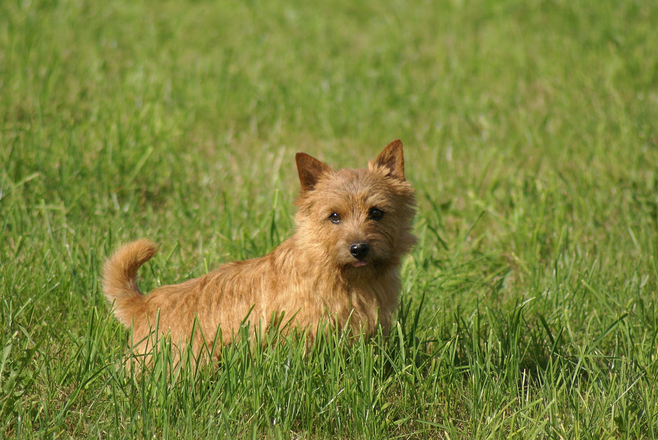 Norwich Terrier in grass