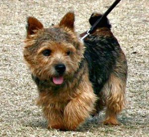 do Norwich Terriers shed.