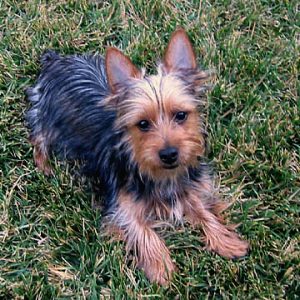 Are Silky Terriers non shedding.