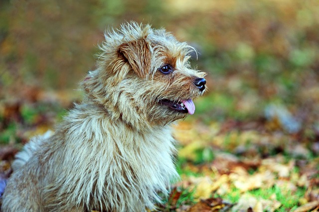 Temperament of Norfolk terrier