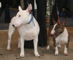 Do bull terriers shed.