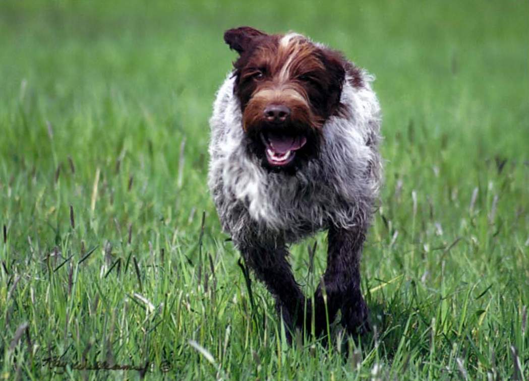 Wirehaired pointing griffon running