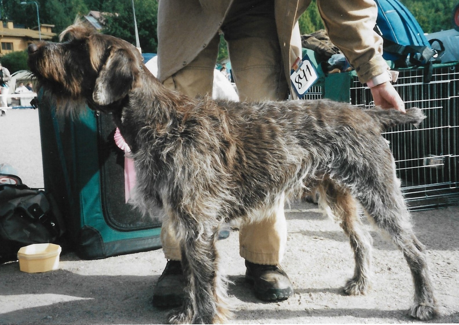 Wirehaired pointing griffon showroom