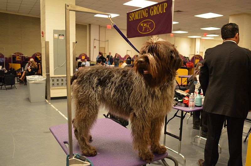 Wirehaired pointing griffon standing