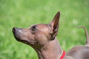 About-American-Hairless-Terrier
