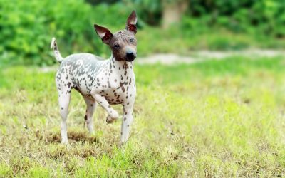 Is the American Hairless Terrier Hypoallergenic?