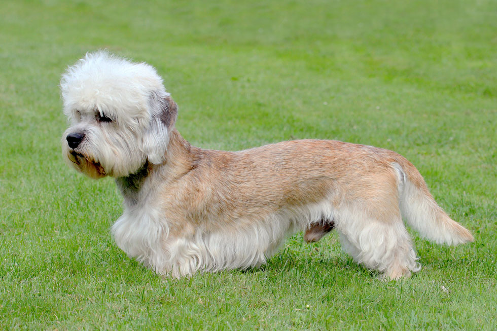 Is the Dandie Dinmont Terrier Hypoallergenic? — The Full Story ...