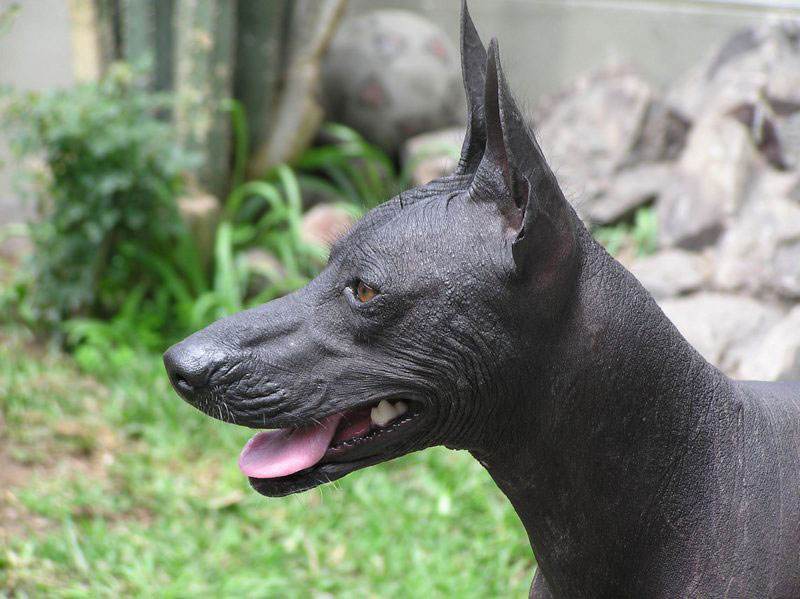 peruvian-hairless-dog-hypoallergenic