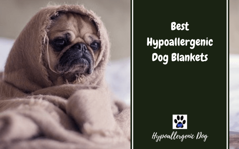 Best Hypoallergenic Dog BLANKETS.