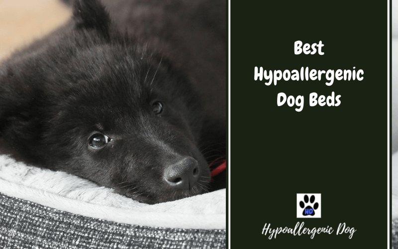 Best Hypoallergenic Dog Beds.
