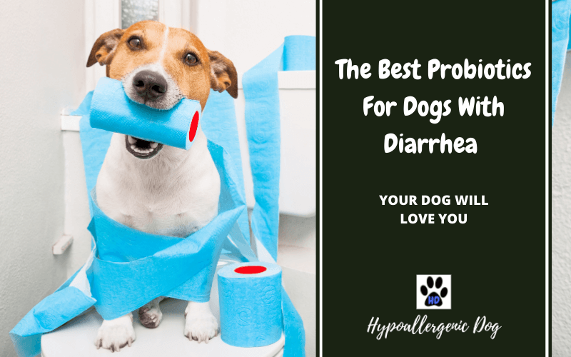 The Best Probiotics for Dogs With Diarrhea