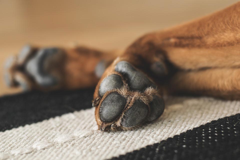 The-Common-Causes-of-Dry-Paws