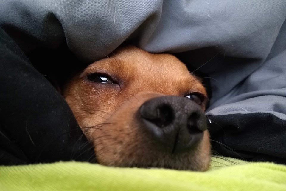 allergy-free-dog-sleeping