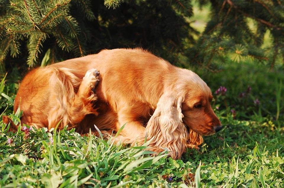 best-dog-probiotics-scratching-dog