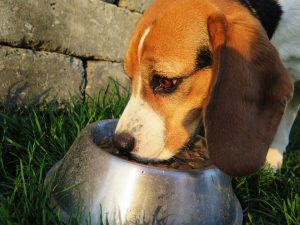dog-eating-Hypoallergenic-Dog-Food