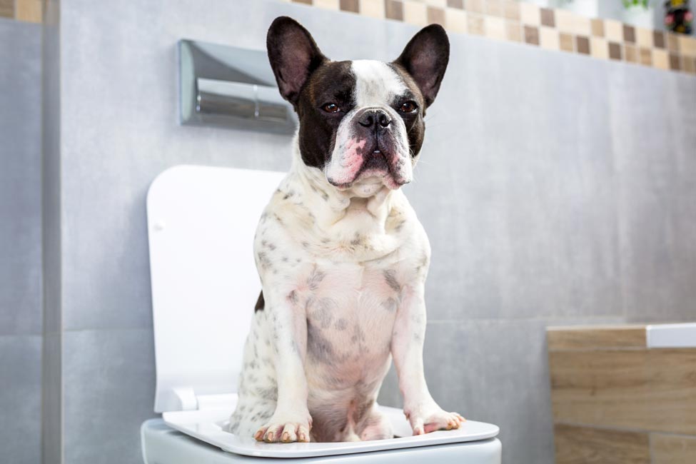 how-to-stop-diarrhea-in-dogs