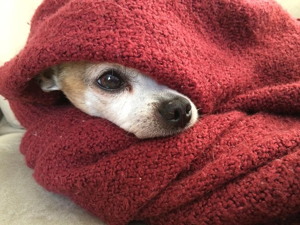 hypoallergenic-dog-blankets-Is-My-Dog-Blanket-Causing-Allergy-Symptoms