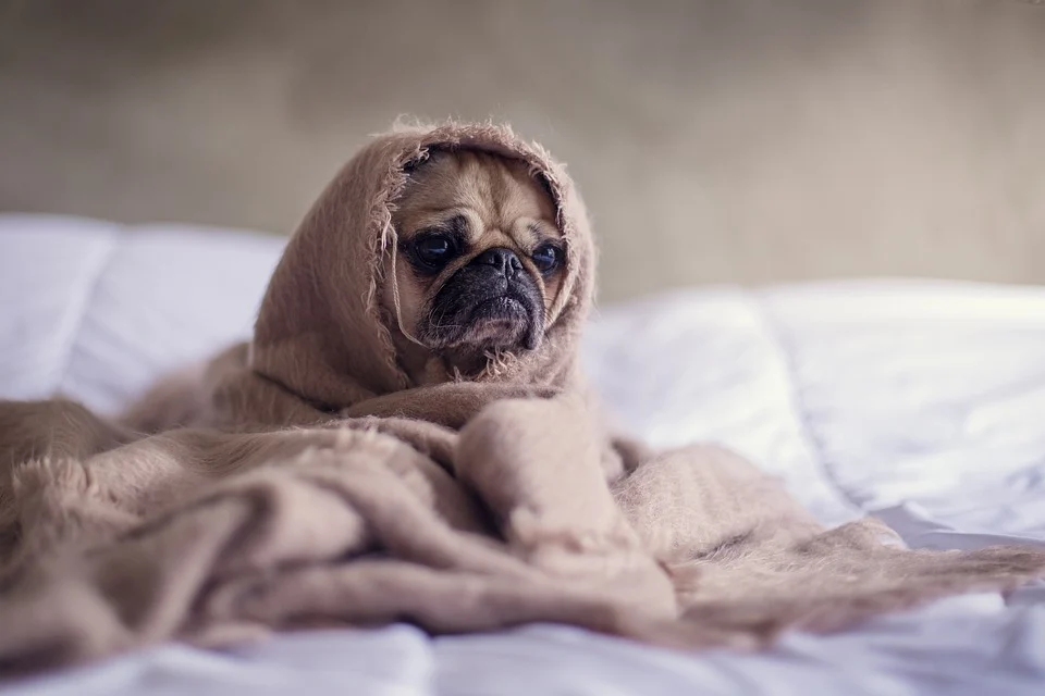 hypoallergenic-dog-blankets-image