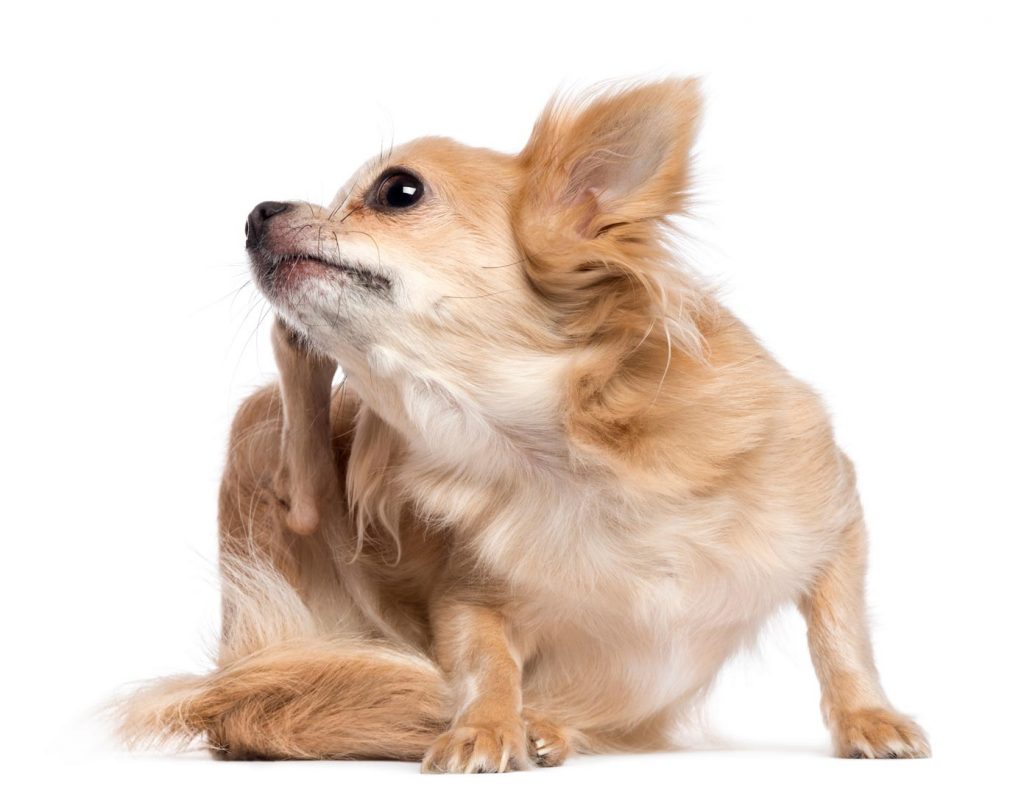 natural-probiotics-for-dogs-Chihuahua-scratching
