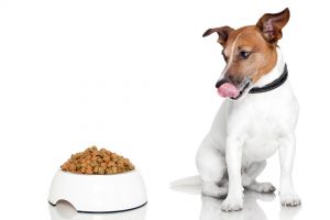 the-best-dog-food-for-dogs-with-allergies