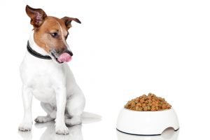 what-is-the-best-dog-food-for-dogs-with-allergies