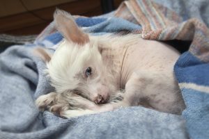 Are Chinese crested dogs hypoallergenic.