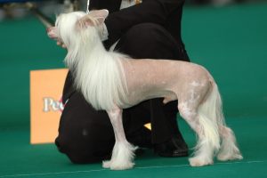are chinese crested dogs non shedding.