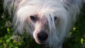 chinese-crested-powder-puff-hypoallergenic