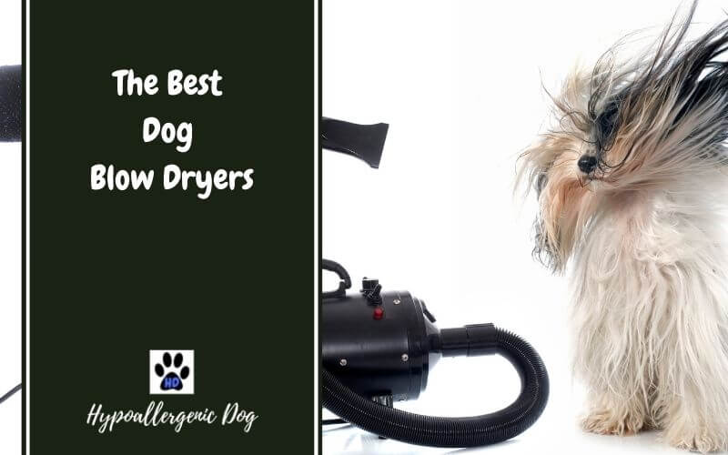 Best Dog Blow Dryer — Buyers Guide, Review, and Comparison