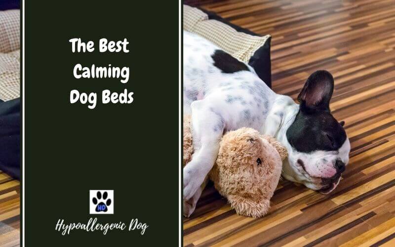 Best Calming Dog Beds