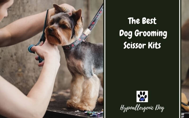Best Dog Grooming Scissors Kit — Buyer’s Guide, Review, and Comparison