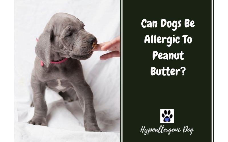 Can Dogs Be Allergic To Peanut Butter?