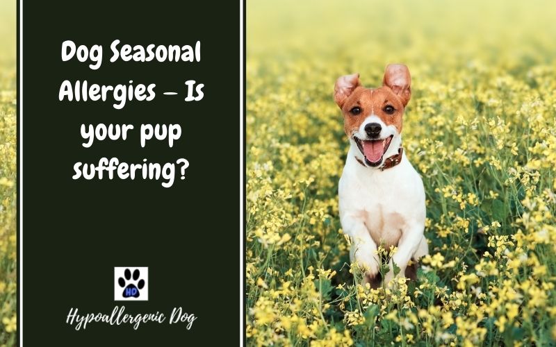 Dog Seasonal Allergies.