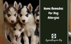 Home Remedies For Dog Allergies.