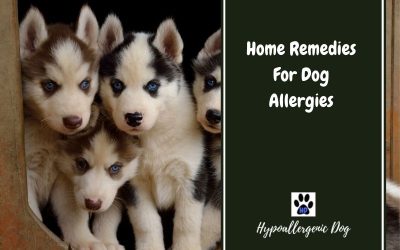 Home Remedies for Dog Allergies