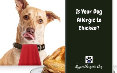 Dog Allergies- Chicken
