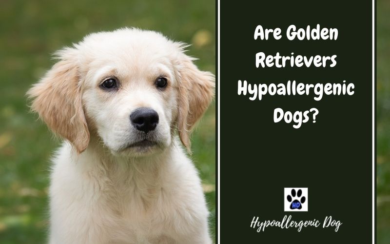 Are Golden Retrievers Hypoallergenic Dogs.