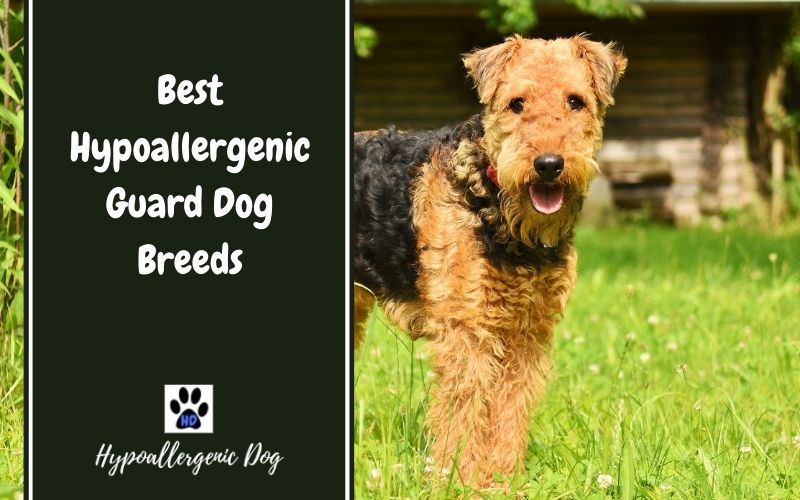 Best Hypoallergenic Guard Dog Breeds.