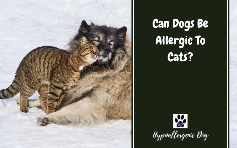 Can Dogs Be Allergic To Cats?