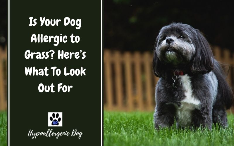 Is you dog allergic to grass.
