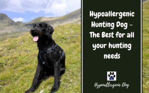 Hypoallergenic Hunting Dogs.