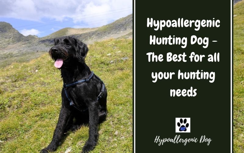Hypoallergenic Hunting Dogs
