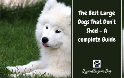 The Best Large Dogs That Don’t Shed