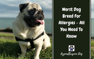Worst Dog Breeds For Allergies