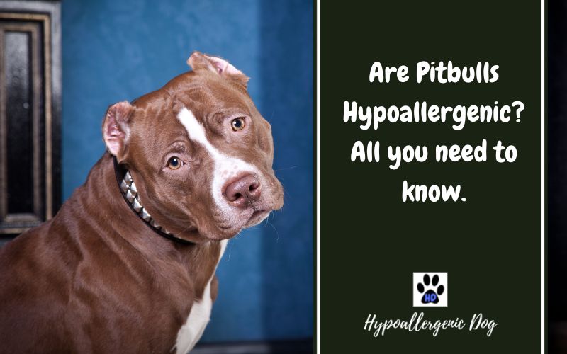 Are Pitbulls Hypoallergenic.