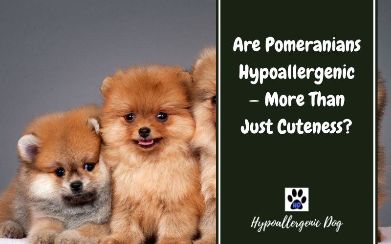 Are Pomeranians hypoallergenic.