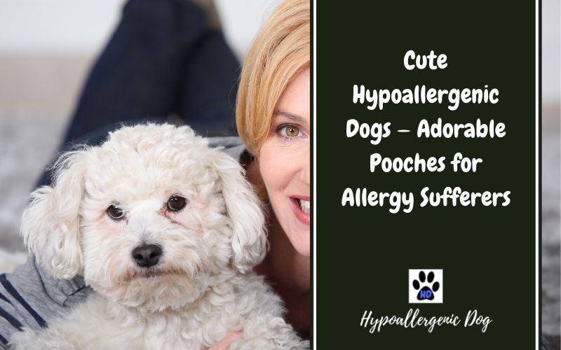 Cute Hypoallergenic dogs.
