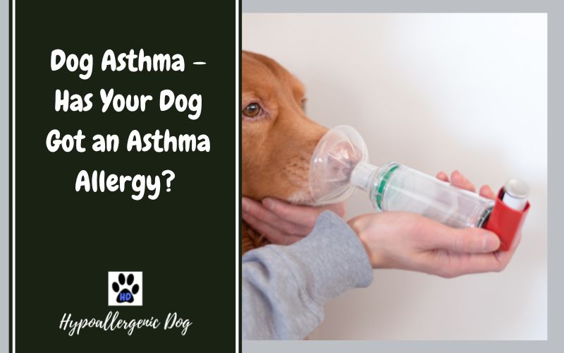 Dogs with asthma.