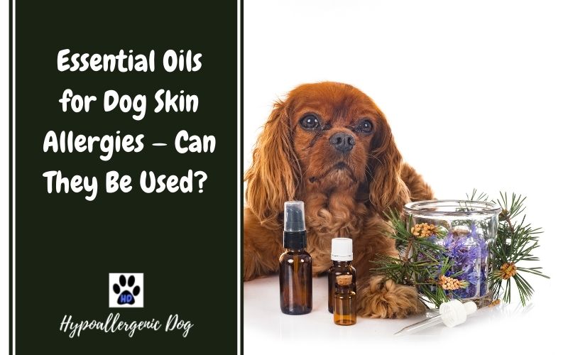 Essential Oils For Dog Skin Allergies